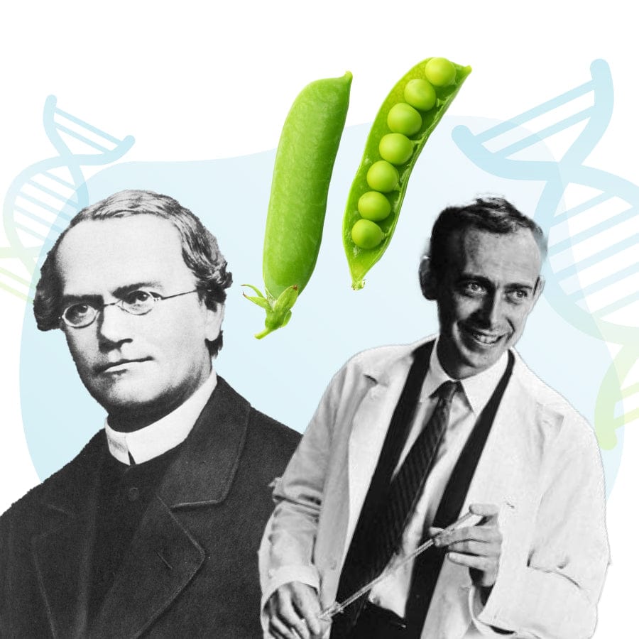 Collage von James Watson und Francis Crick, Erbsen und DNA-Strängen